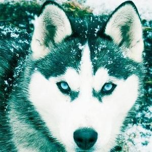 Meet your Posher, Eddie